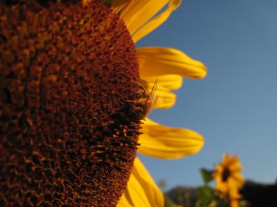 太阳花, 蜜蜂, 黄色, 关闭, 开花, 绽放, 夏季