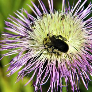 青花花, 大黄蜂, 徒步旅行, 北德克萨斯, 自然, 植物, 特写