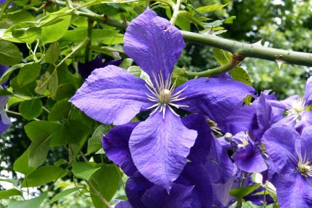 铁线莲, 开花, 绽放, 雄蕊, 花, 植物, 紫罗兰色