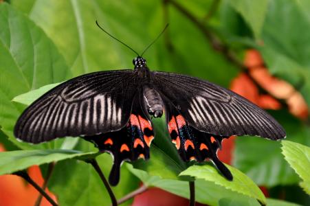 摩门教蝴蝶, 昆虫, 野生动物, 植物区系, 动物群, 自然, 鳞翅目昆虫