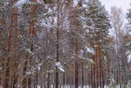 森林, 雪, 冬天, 冬季森林, 树木, 自然, 树