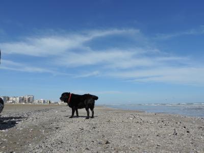 狗, 拉布拉多, 海, 海滩
