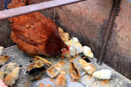 鸡, 小鸡, 喂养, 母鸡, 母亲, 家禽, 鸟类