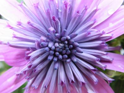 自然, 花, 夏季, 紫罗兰色, osteospermum, 植物, 粉红色的颜色