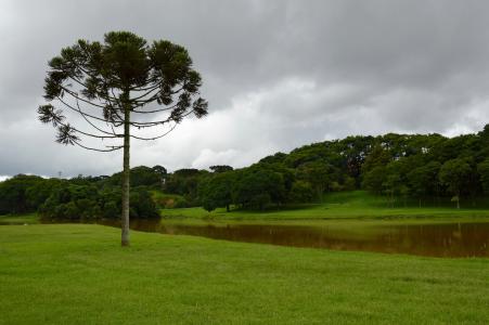 景观, 草坪, 绿色, 树木, 草, 公园, 巴西