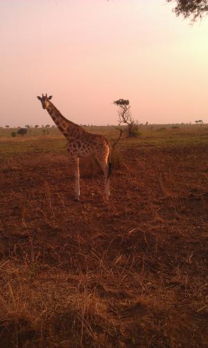 长颈鹿, 野生动物园, 乌干达, 稀树草原, 野生, 自然, 动物