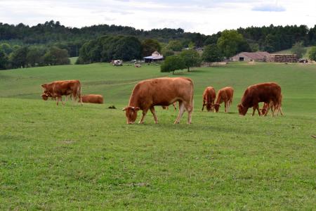 母牛, 浏览, 反刍, 牛群, 牧场, 农场, 棕色母牛