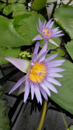 睡莲, 紫色的小花, 浇花, 植物区系, 水, 植物, 花