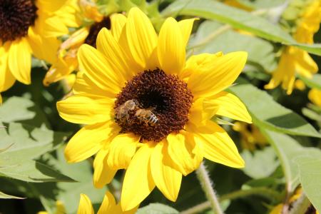 向日葵, 自然, 蜜蜂, 花, 黄色, 夏季, 植物