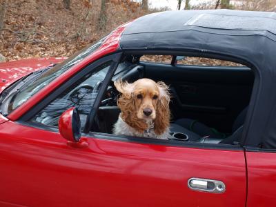美国可卡犬, 狗, 汽车, 快乐, 很酷, 枪狗, 驾驶