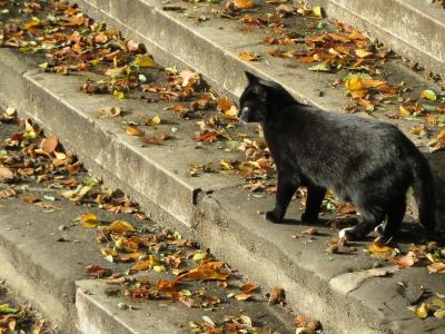 黑猫, 猫, 陷阱, 叶子, 秋天