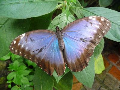 蝴蝶, 蝴蝶屋迈瑙岛, 蓝色, 昆虫, 自然, 蝴蝶-昆虫, 动物