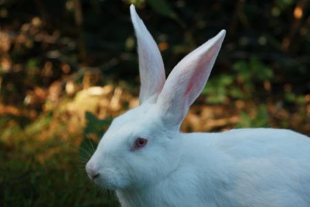 野兔, 白色, 兔子, 人性化的态度, 生物, 耳朵大, 兔-动物