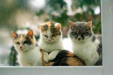 猫, 猫科动物, 宠物, 户外, 悲伤, 而 ploiosa, 宠物
