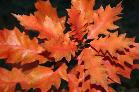 秋天, 橡树, 叶子, 颜色, 橡树, 叶, 自然