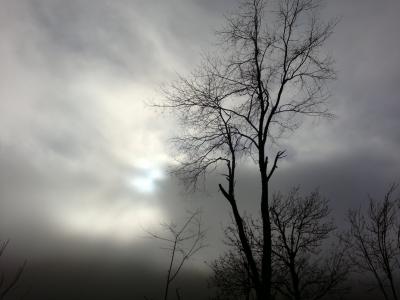 树木, 伍兹, 多云, 天, 云彩, 黑暗, 剪影