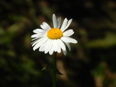 黛西, 白花, 花园