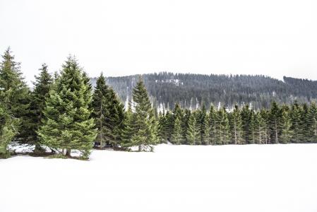 松树, 冬天, 白色, 感冒, 树, 松树, 松树