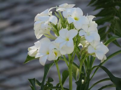 鸡蛋花, 花, 白人女孩, 热带, 5花瓣