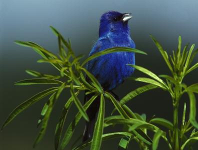 靛蓝彩旗, 鸟, 男性, 小, 野生动物, 自然, 分公司