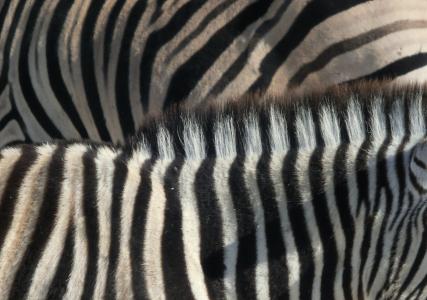 斑马, 条纹, 黑色和白色, 非洲, 动物, 条纹, 纳米比亚