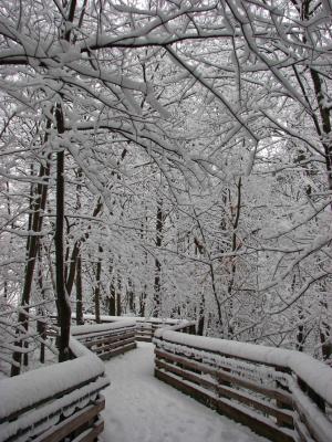 雪, 森林, 道路, 冬天, 自然, 树木, 步行