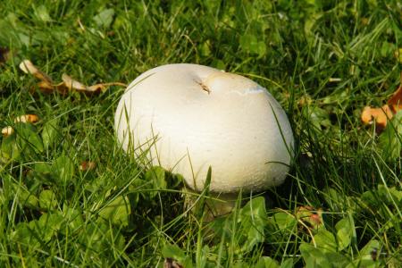 蘑菇, 草, 草甸, 在草地上, 白蘑菇, 帽, 秋天