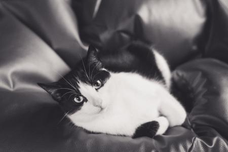 猫, 小猫, tomcat, 动物, 黑色和白色, 外套, 一只年轻的小猫