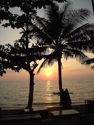 日落, 海, 海岸, 棕榈树