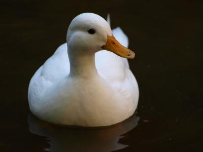 鸭, 白色, 水, 鸟, 河, 自然