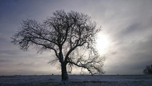 树, 冬天, 雪, 斯塔克, 感冒, 景观, 字段