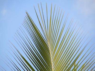 棕榈, 棕榈叶, 椰子树, 分公司, 圣歌, 印度