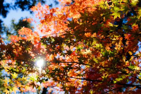 秋天, 秋天, 叶子, 户外, 阳光, 树, 叶