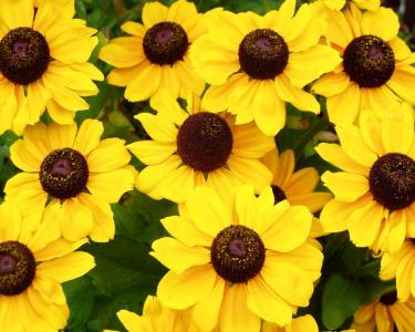 太阳帽子, 花, 黄色, 向日葵, 自然, 植物区系, 美丽