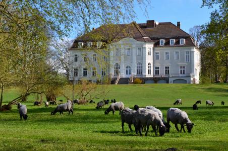 城堡, 公园, 羊, 群羊, 春天, 绿色, 德国北部