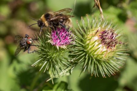 蜜蜂, 飞, 蓟花, 竞争, 关闭, 宏观, 开花
