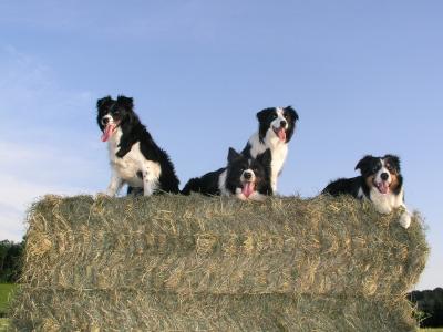 边境牧羊犬, 狗, 动物, 宠物, 动物, 草, 户外