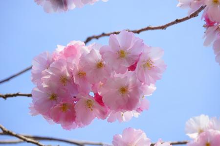 日本的樱花树, 花, 日本樱花, 观赏樱桃, 日本樱桃, 樱花, 开花