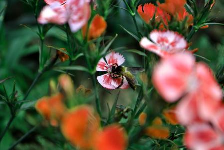 蜜蜂, 绽放, 开花, 花香, 花, 花园, 花瓣