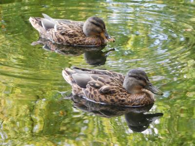 鸭子, 游泳, 水鸟, 水禽, 两只鸭子, 在池塘, 动物世界