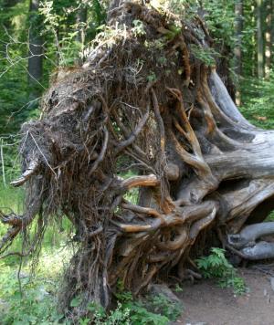 根, 树的根节点, 拔出, 心烦, 巴伐利亚森林