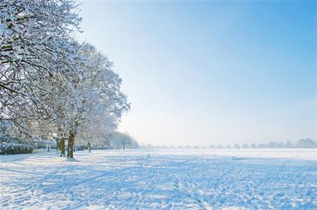 很好, 冬天, 白天, 树, 树木, 雪, 白雪皑皑