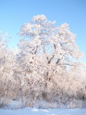 冬天, 雪, 冬季森林, 雪中的树