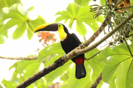 巨嘴鸟, 棕色的背巨嘴鸟, 哥斯达黎加, 美国中产阶级, 热带地区, 热带, 鸟