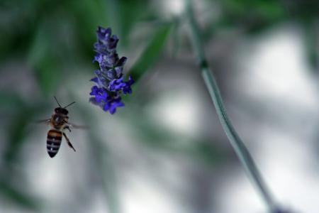 蜜蜂, 花, 春天