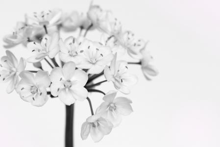 韭菜花, 白色, 白色的花, 花, 黑白录音, 关闭