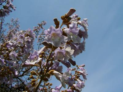 皇帝棵开花的树, 淡丁香花, 春天