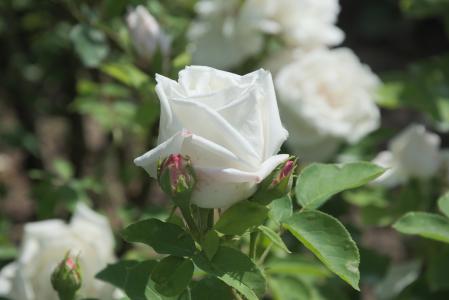 上升, 白色, 玫瑰绽放, 花