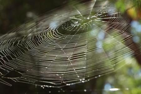 蜘蛛网, 蜘蛛, web, 自然, 昆虫, 飞机, 树下