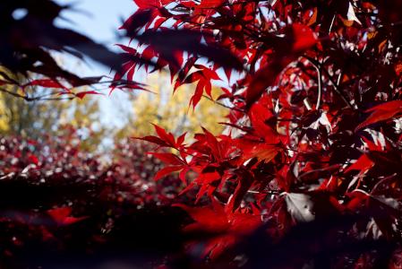 秋天, 叶子, 红色, 秋天的落叶, 自然, 叶, 秋天